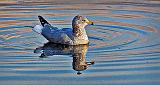 Floating Gull_DSCF5436